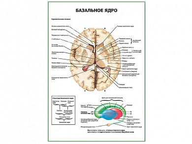 Базальное ядро плакат глянцевый А1/А2 (глянцевый A2)