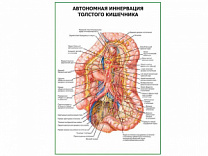 Автономная иннервация толстого кишечника плакат глянцевый А1/А2 (глянцевый A1)