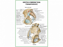 Кости и связки таза продолжение плакат глянцевый А1/А2 (глянцевый A1)