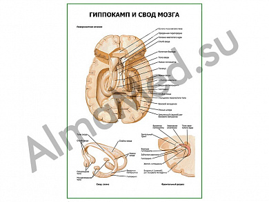 Гиппокамп и свод мозга плакат ламинированный А1/А2 (ламинированный	A2)