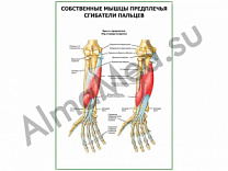 Сгибатели пальцев плакат глянцевый/ламинированный А1/А2 (глянцевый	A2)