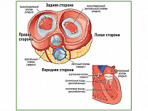 Клапаны сердца, плакат глянцевый/ламинированный А1/А2 (глянцевый	A2)