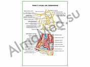 Нервы и сосуды шеи плакат глянцевый/ламинированный А1/А2 (глянцевый	A2)