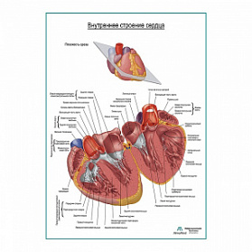 Внутреннее строение сердца плакат глянцевый А1+/А2+ (глянцевая фотобумага от 200 г/кв.м, размер A2+)