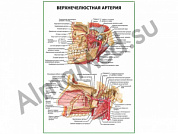 Верхнечелюстная артерия плакат ламинированный А1/А2 (ламинированный	A2)