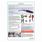 Эхинококкоз медицинский плакат А1+/A2+ (глянцевая фотобумага от 200 г/кв.м, размер A1+)