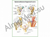 Кровоснабжение бедренной кости плакат глянцевый/ламинированный А1/А2 (глянцевый	A2)