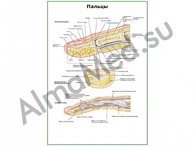 Строение пальцев плакат ламинированный А1/А2 (ламинированный	A2)