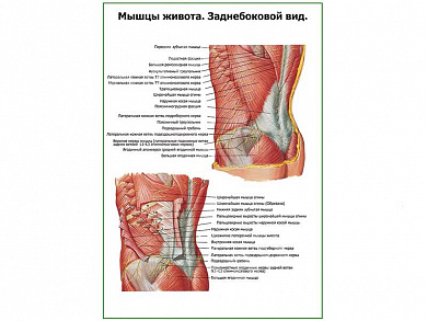 Мышцы живота, заднебоковой вид плакат глянцевый А1/А2 (глянцевый A2)