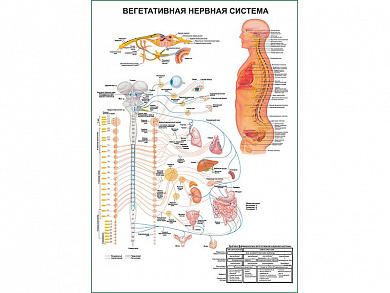 Вегетативная Нервная Система с фармакологией, плакат глянцевый А1/А2 (глянцевый A1)