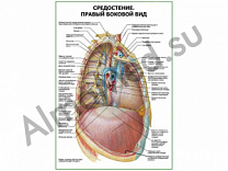 Средостение. Правый боковой вид плакат ламинированный А1/А2 (ламинированный	A2)