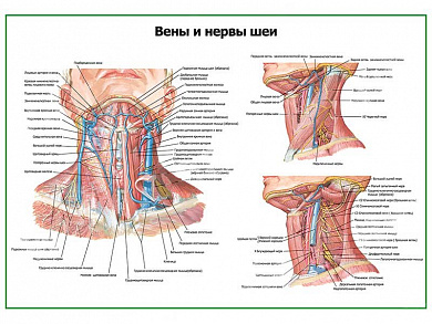 Нервы и вены шеи плакат глянцевый А1/А2 (глянцевый A1)