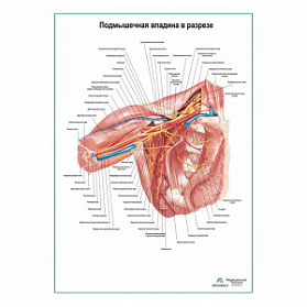 Подмышечная впадина в разрезе плакат глянцевый А1+/А2+ (матовый холст от 200 г/кв.м, размер A1+)