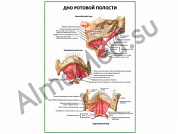 Дно ротовой полости плакат глянцевый/ламинированный А1/А2 (глянцевый	A2)