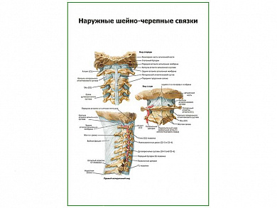 Наружные черепно-мозговые связки плакат глянцевый А1/А2 (глянцевый A1)