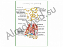 Нервы и сосуды шеи плакат ламинированный А1/А2 (ламинированный	A2)