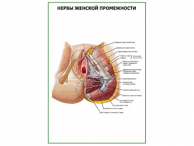 Нервы женской промежности плакат глянцевый А1/А2 (глянцевый A2)