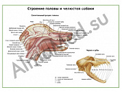 Орган головы и шеи плакат ламинированный А1/А2 (ламинированный A2)