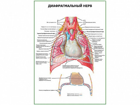 Диафрагмальный нерв плакат глянцевый А1/А2 (глянцевый A1)
