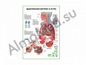 Дыхательная система и астма плакат глянцевый/ламинированный А1/А2 (ламинированный	A2)
