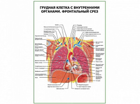 Грудная клетка с внутренними органами. Фронтальный срез плакат глянцевый А1/А2 (глянцевый A2)