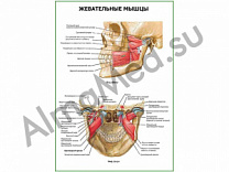 Жевательные мышцы. Вид сбоку плакат глянцевый/ламинированный А1/А2 (глянцевый	A2)