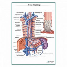 Вены пищевода плакат глянцевый  А1+/А2+ (глянцевый холст от 200 г/кв.м, размер A1+)