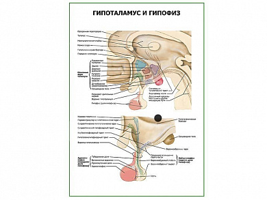 Гипоталамус и гипофиз плакат глянцевый А1/А2 (глянцевый A2)