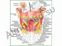Внутренние женские половые органы, плакат ламинированный А1/А2 (ламинированный	A2)