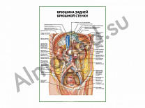 Брюшина задней брюшной стенки плакат глянцевый/ламинированный А1/А2 (глянцевый	A2)