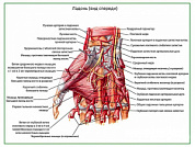 Мышцы и артерии кисти, плакат глянцевый А1/А2 (глянцевый A2)