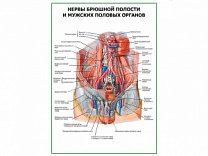Нервы брюшной полости и мужских половых органов плакат глянцевый А1/А2 (глянцевый A1)