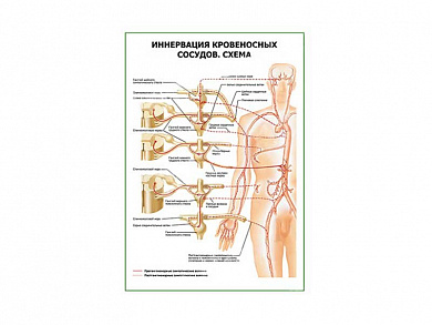 Иннервация кровеносных сосудов. Схема плакат глянцевый А1/А2 (глянцевый A2)