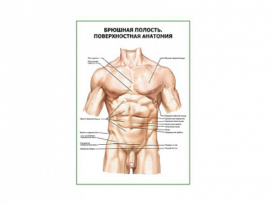 Брюшная полость. Поверхностная анатомия плакат глянцевый А1/А2 (глянцевый A2)