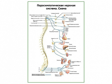 Парасимпатическая нервная система плакат глянцевый А1/А2 (глянцевый A1)