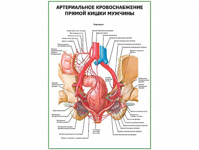 Артериальное кровоснабжение прямой кишки мужчины плакат глянцевый А1/А2 (глянцевый A1)