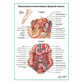 Расположение мочеточников в брюшной полости плакат глянцевый А1+/А2+ (глянцевая фотобумага от 200 г/кв.м, размер A2+)