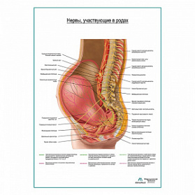 Расположение нервных путей участвующих в родах плакат глянцевый А1+/А2+ (глянцевая фотобумага от 200 г/кв.м, размер A2+)