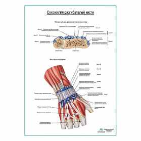 Сухожилия разгибателей кисти плакат глянцевый А1+/А2+ (глянцевый холст от 200 г/кв.м, размер A1+)