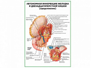 Автономная иннервация желудка продолжение плакат глянцевый А1/А2 (глянцевый A1)