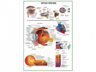 Орган зрения человека, плакат глянцевый А1/А2 (глянцевый A2)