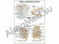 Ребра и связующие суставы плакат ламинированный А1/А2 (ламинированный	A2)