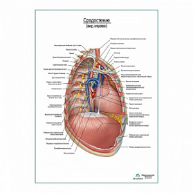 Средостение. Правый боковой вид плакат глянцевый А1+/А2+ (глянцевый холст от 200 г/кв.м, размер A1+)