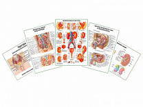 Комплект плакатов для кабинета уролога глянцевый А1/А2 (глянцевый A1)