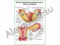 Матка и придатки плакат ламинированный А1/А2 (ламинированный	A2)