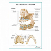 Зубы постоянные и молочные плакат глянцевый А1+/А2+ (глянцевый холст от 200 г/кв.м, размер A1+)