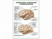 Артерии мозга. Латеральный и медиальный вид плакат глянцевый А1/А2 (глянцевый A1)