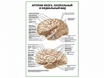 Артерии мозга. Латеральный и медиальный вид плакат глянцевый А1/А2 (глянцевый A1)