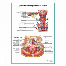 Кровоснабжение промежности и матки плакат глянцевый А1+/А2+ (глянцевый холст от 200 г/кв.м, размер A1+)