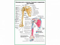 Плечевая кость и лопатка вид спереди плакат глянцевый А1/А2 (глянцевый A1)